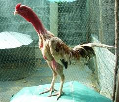 Kelebihan Kekurangan Ayam Laga Vietnam