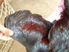 Inilah Ciri Fisik Ayam Bangkok Asli Thailand