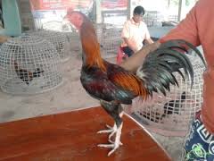 Memilih Induk Jantan Ayam Bangkok Bagus