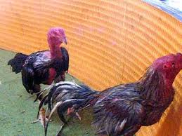 Kelebihan Ayam Pakhoy Untuk Ayam Petarung