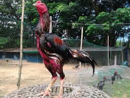 Mencetak Ayam Bk Asli Kualitas Tempur