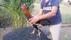 Gambar Ayam Bangkok Geger Karang