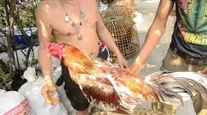 Cara Merawat Ayam  Bangkok Mabung AYAMBANGKOK ORG 2021