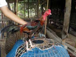Ciri Lancuran Ayam Bangkok Bagus Berkualitas