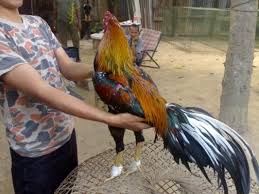 Supaya Pukulan Ayam Bangkok Lebih Keras Kuat