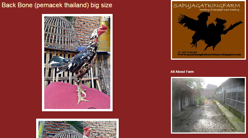 Sapu Jagad King Fram Blog Jual Beli Ayam Online