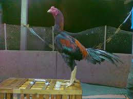 Mencetak Ayam Adu kualitas Kabupaten