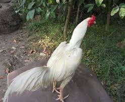 Ayam Jago Bangkok Paling Ditakuti Bebotoh