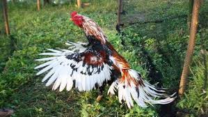 Kelebihan Ayam Blorok Madu Tembus Super