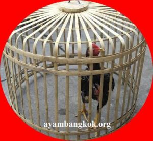 Ayam Bangkok Thailand Asli Ini Ciri Dan Bentuknya