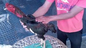 10 Tipe Ayam Bangkok Aduan Juara Laga