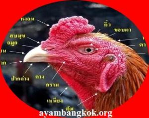 Ayam Bangkok Thailand Asli Ini Ciri Dan Bentuknya