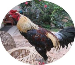 Jenis Ayam Bangkok Unggulan Sebagai Ayam Petarung