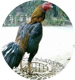 Jenis Ayam Bangkok Unggulan Sebagai Ayam Petarung