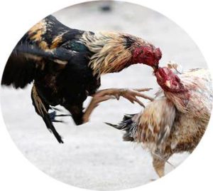 Ayam Bangkok Super Pukul Depan Belakang Mematikan