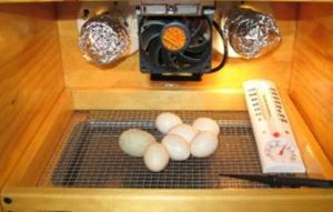 Cara Membuat Mesin Penetas Telur Manual Dengan Lampu Pijar