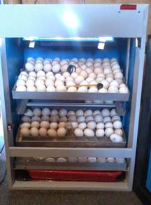 Cara Membuat Dan kelebihan Mesin Tetas Telur Nikelin