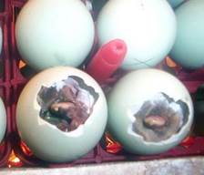 Faktor Yang Mempengaruhi Penetasan Telur Segala Unggas