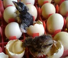 Faktor Yang Mempengaruhi Penetasan Telur Segala Unggas
