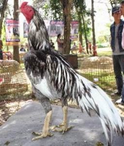 Penyilangan 7 Ayam Petarung Bangkok Vs Keturunan