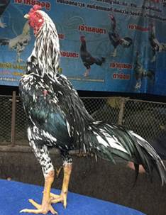 Inilah 8 Ciri Fisik Ayam Bangkok Tipe Juara Di Takuti Bebotoh