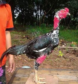 Pakan Utama,Pakan Pelengkap Dan Supleman Untuk Ayam Bangkok