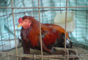 3 Jenis Penyakit Ayam Bangkok Paling Mematikan