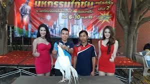 6 Latihan Ayam Petarung Bangkok Wajib Dilakukan