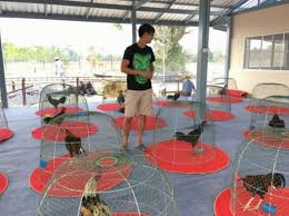 Mengenal Ukuran Dan Tipe Bertarung Ayam Laga Bangkok