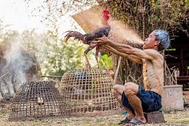 Melangsingkan Ayam Bangkok Petarung Bantat Vs Rewel