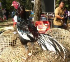 Perbedaan Ciri Ayam Bangkok Asli (F1) Vs Keturunan Atau Lokal