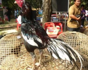 7 Ciri Ayam Bangkok Aduan Dengan Pukulan Mematikan