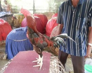 12 Ciri Kaki Ayam Bangkok Jawara Yang Wajib Anda Tahu 