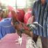 12 Ciri Kaki Ayam Bangkok Jawara Yang Wajib Anda Tahu 