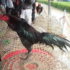 9 Katuranggan Ayam Bangkok Juara Rahasia Botoh Tua
