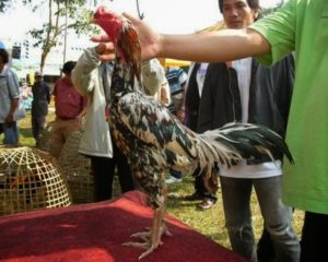 Jamu Khusus Untuk Ayam Bangkok Sebelum Diadu(Terbukti)