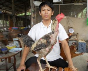 Resep Jamu Ayam Bangkok Untuk Memulihkan Kekuatan