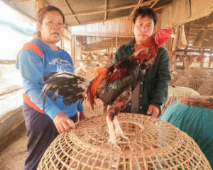 Inilah Cara Merawat Ayam Bangkok Yang Harus Rutin Dilakukan