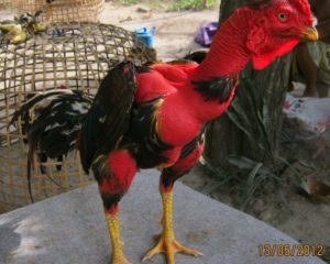 Ciri-Ciri Ayam Saigon Asli Wajib Juragan Tahu