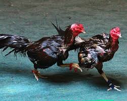 Cara Merawat Ayam Bangkok Aduan Setelah Ditandingkan Untuk Pulihkan Stamina