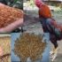 Tips Jitu Memilih Pakan Ayam Bangkok Aduan Berdasarkan Tipe Tarung
